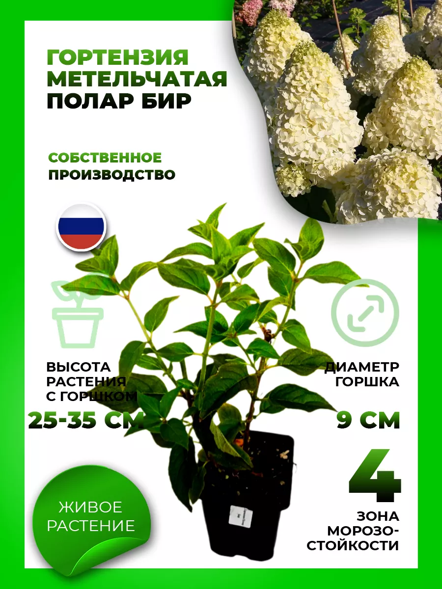 Гортензия метельчатая Полар Бир