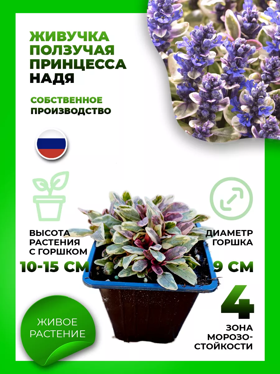 Живучка ползучая Принцесса Надя