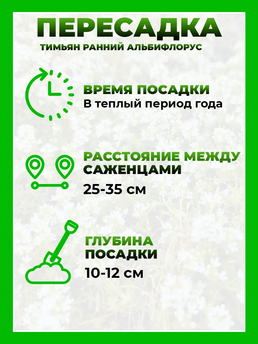Тимьян ранний Альбифлорус