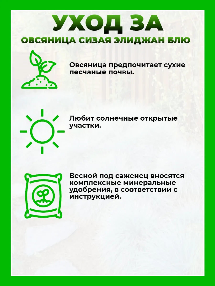 Овсяница сизая Элиджан Блю