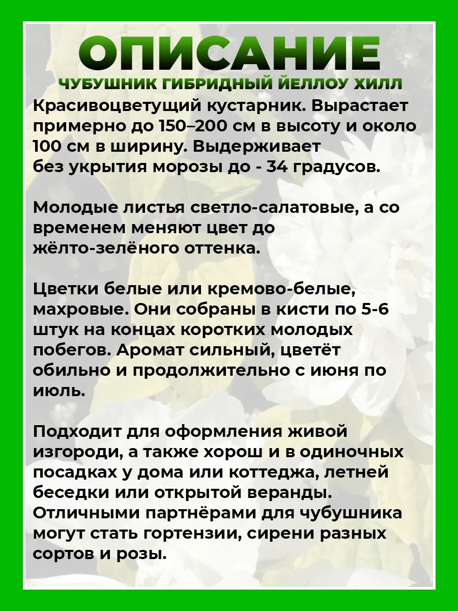 Чубушник гибридный Йеллоу Хилл
