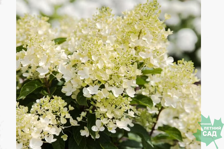 Гортензия метельчатая Милк энд Хани (Hydrangea paniculata Milk & Honey)