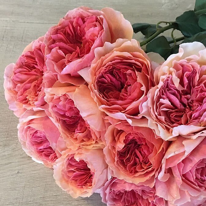 Розы Дэвида Остина (David Austin Roses) - Роза Висли (WISLEY