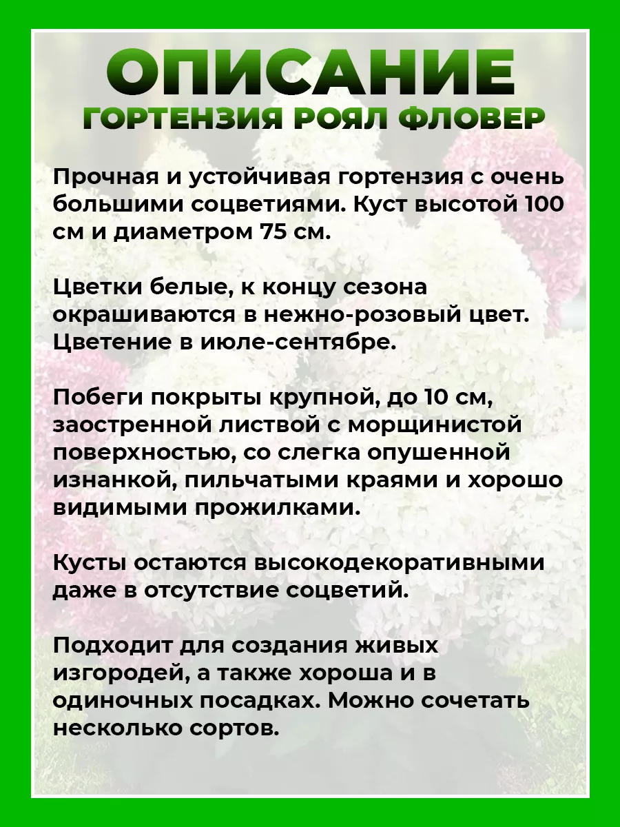 Гортензия метельчатая Роял Фловер