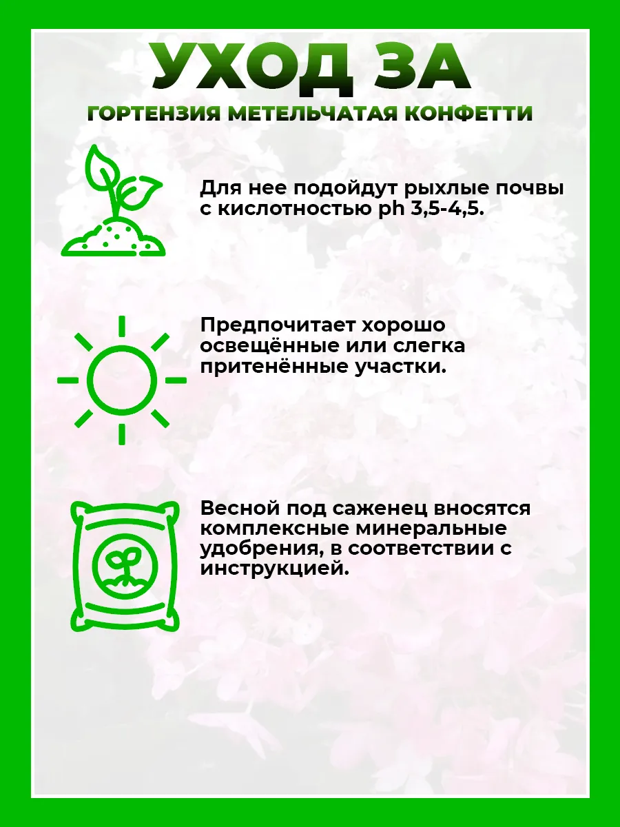 Гортензия метельчатая Конфетти