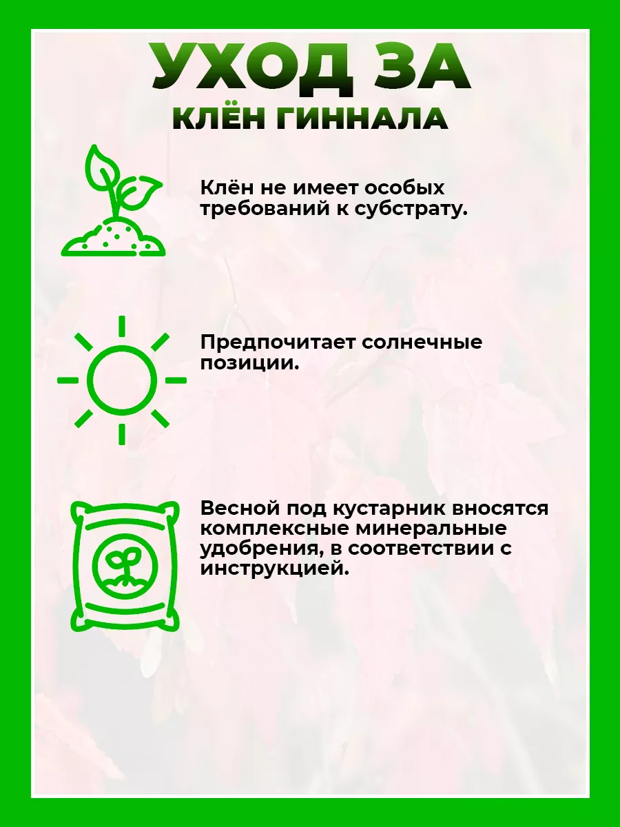Клен Гиннала