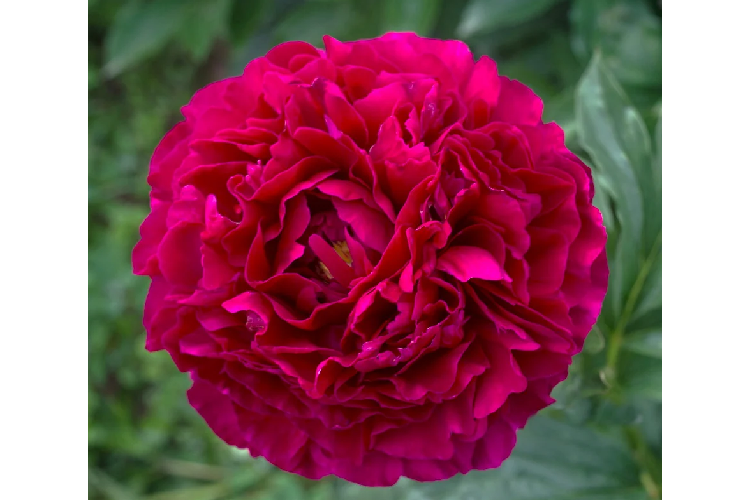 Пион гибрид. Old Faithful С5