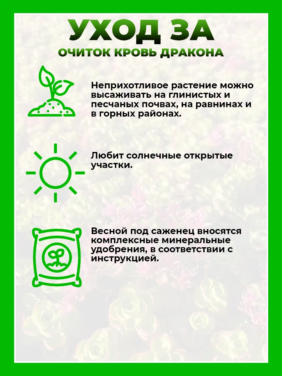 Очиток ложный Кровь Дракона