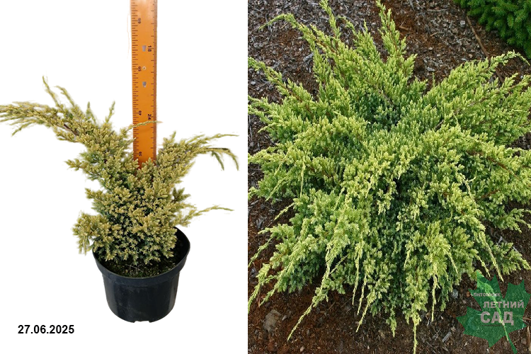 Можжевельник чешуйчатый Дрим Джой С3