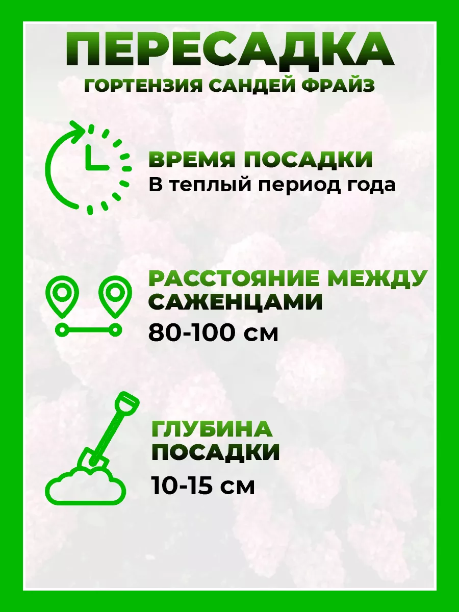 Гортензия метельчатая Сандей Фрайз