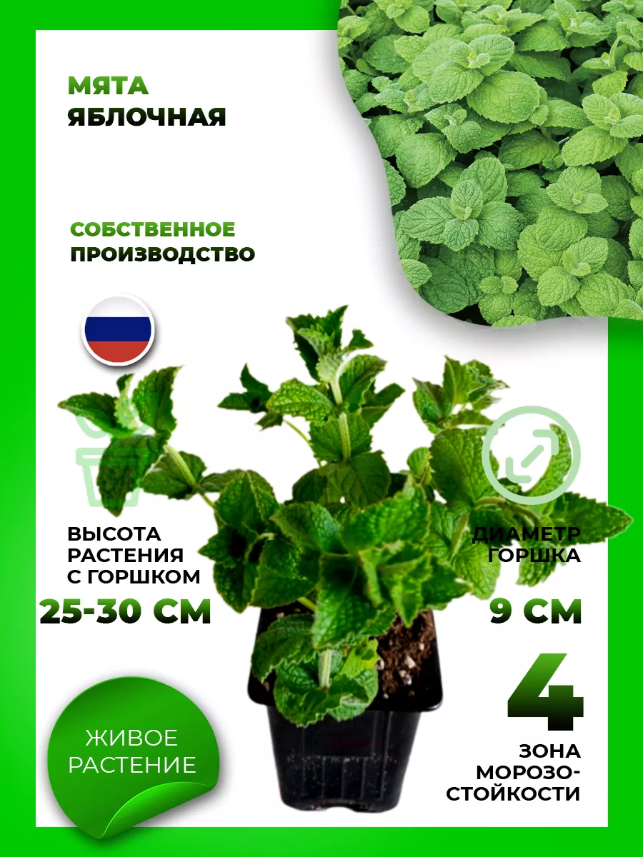 Мята Яблочная