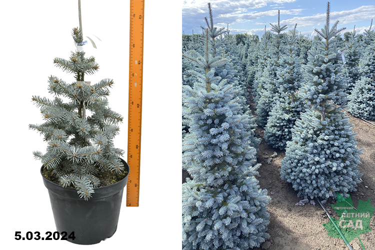 Ель колючая Хупси (Picea pungens Hoopsii) С10