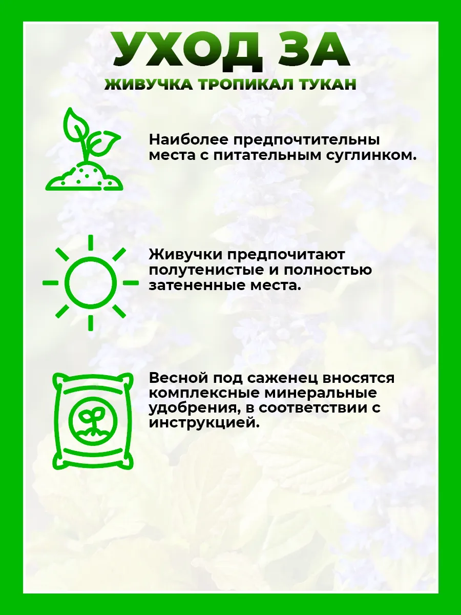 Живучка ползучая Фезеред Френдс Тропикал Тукан
