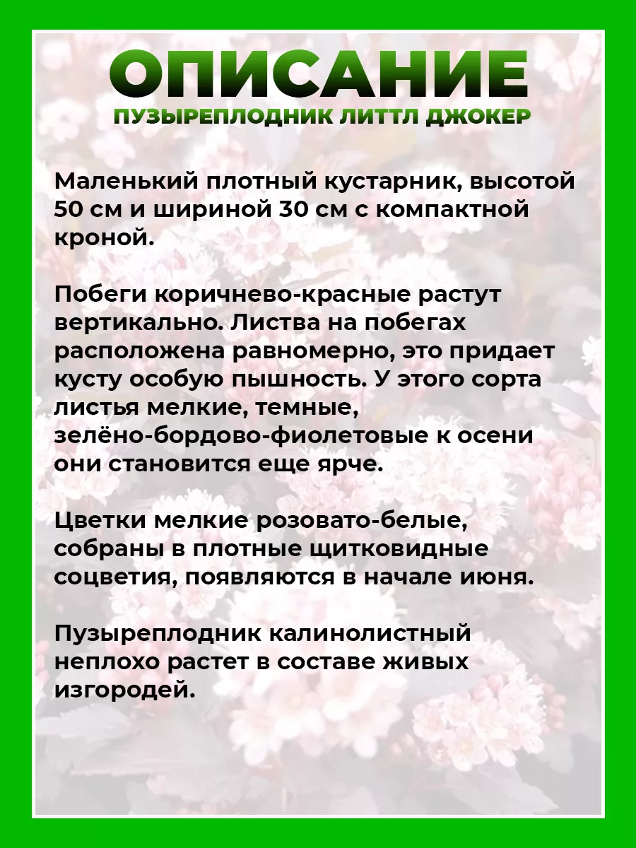 Пузыреплодник калинолистный Литтл Джокер
