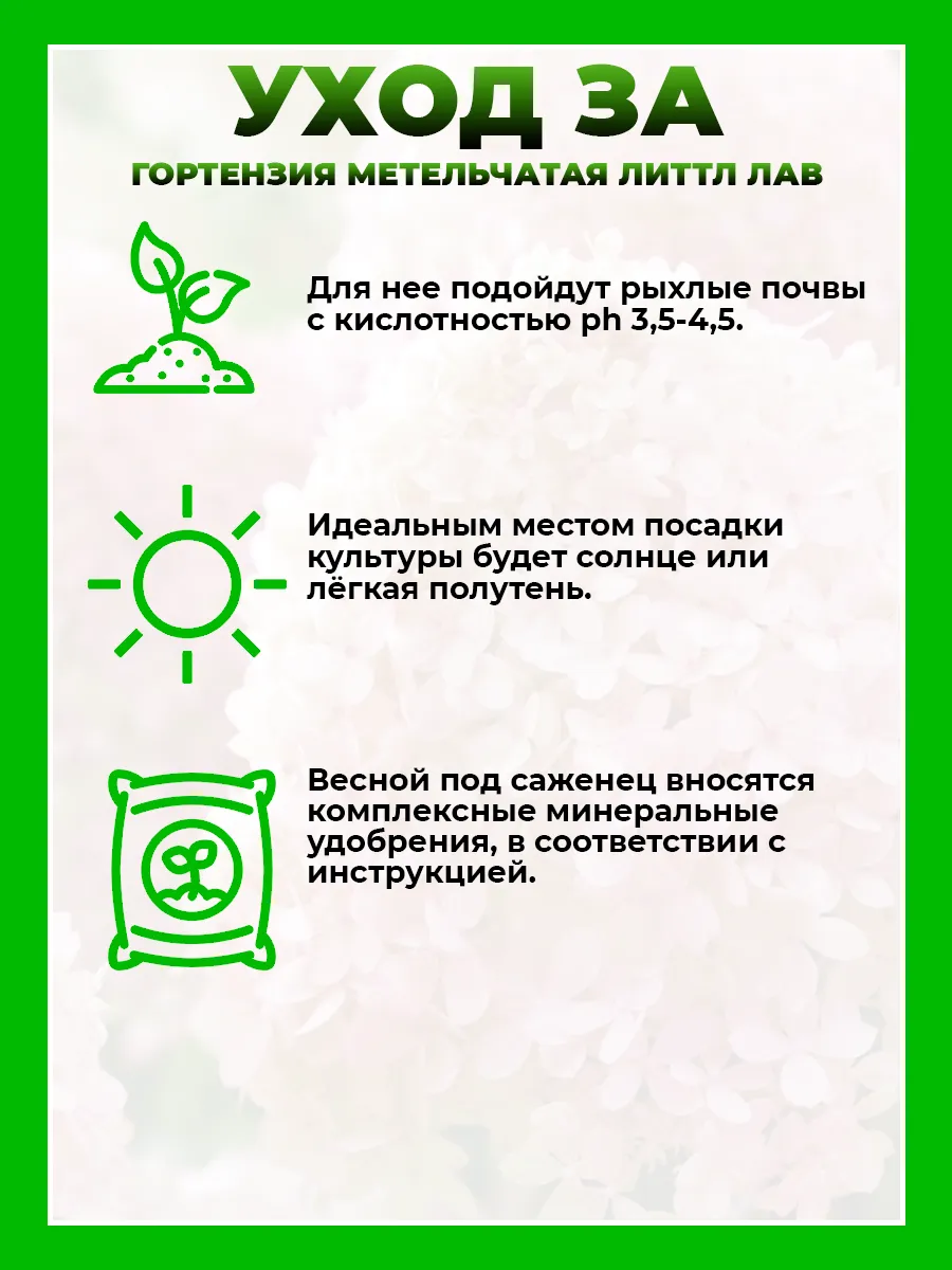 Гортензия метельчатая Литтл Лав