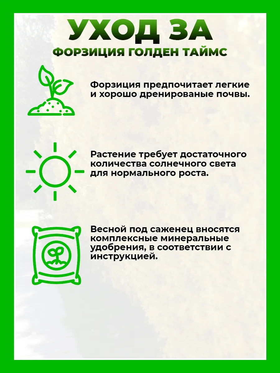 Форзиция промежуточная Голден Таймс
