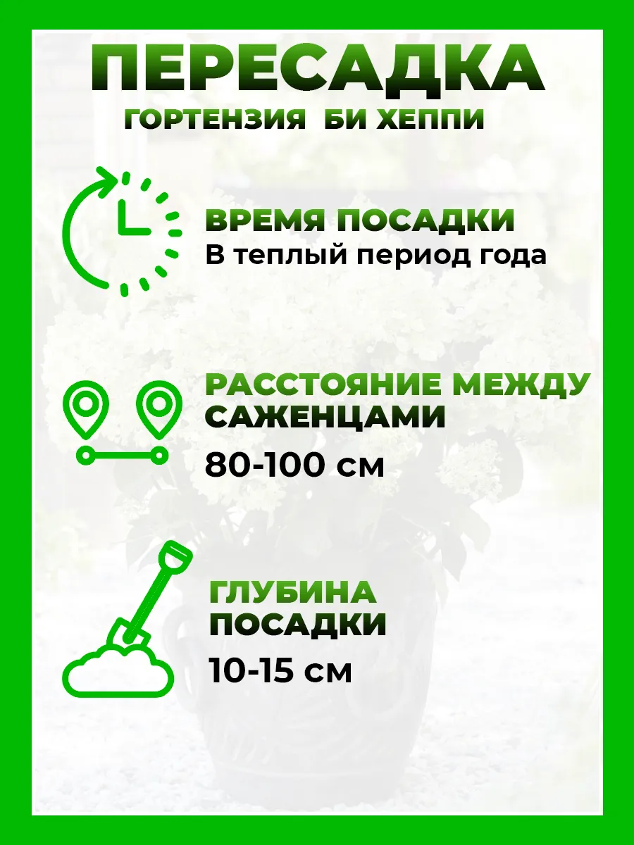 Гортензия метельчатая Би Хэппи