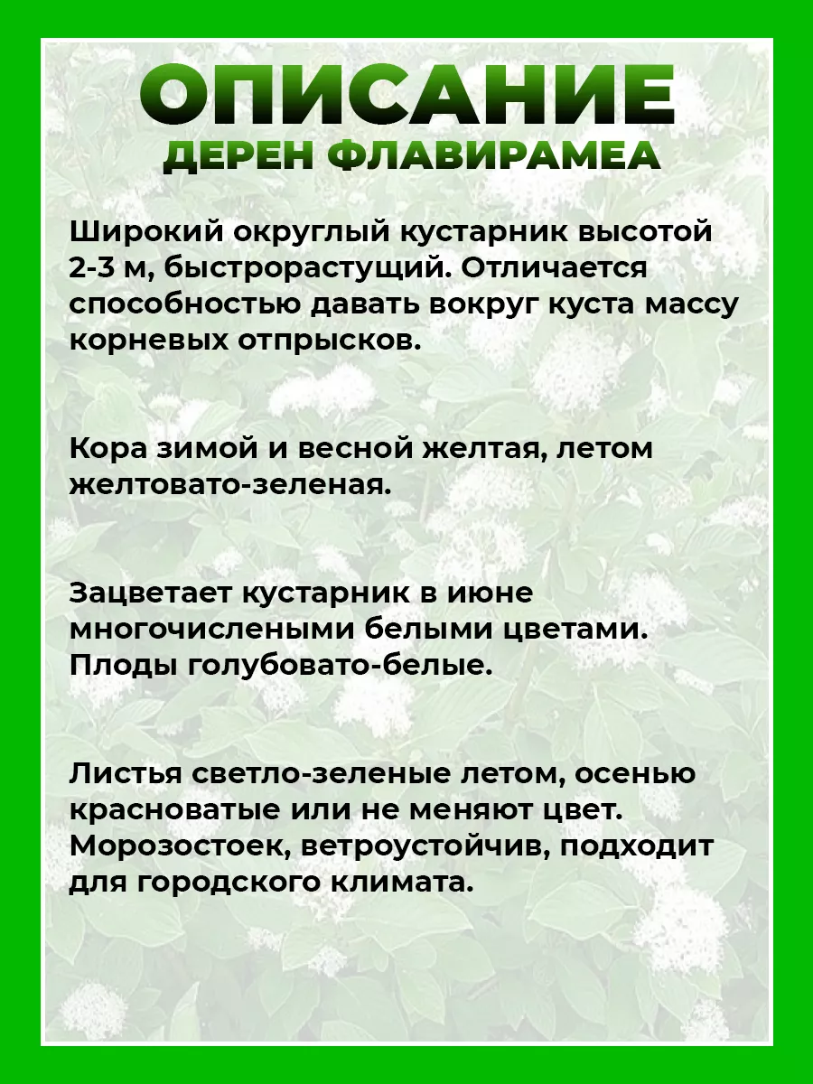 Дерен отпрысковый Флавирамеа