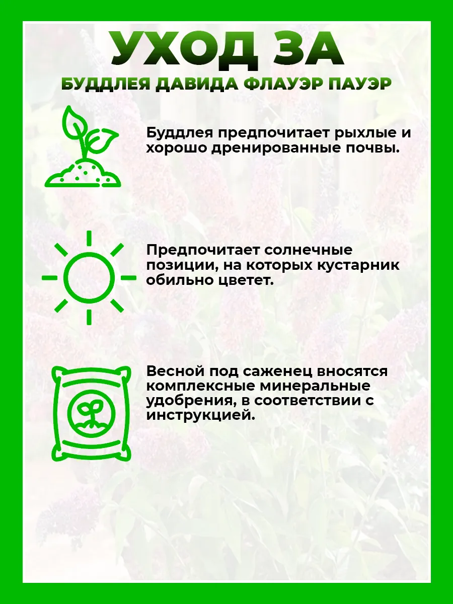 Буддлея Давида Флауэр Пауэр