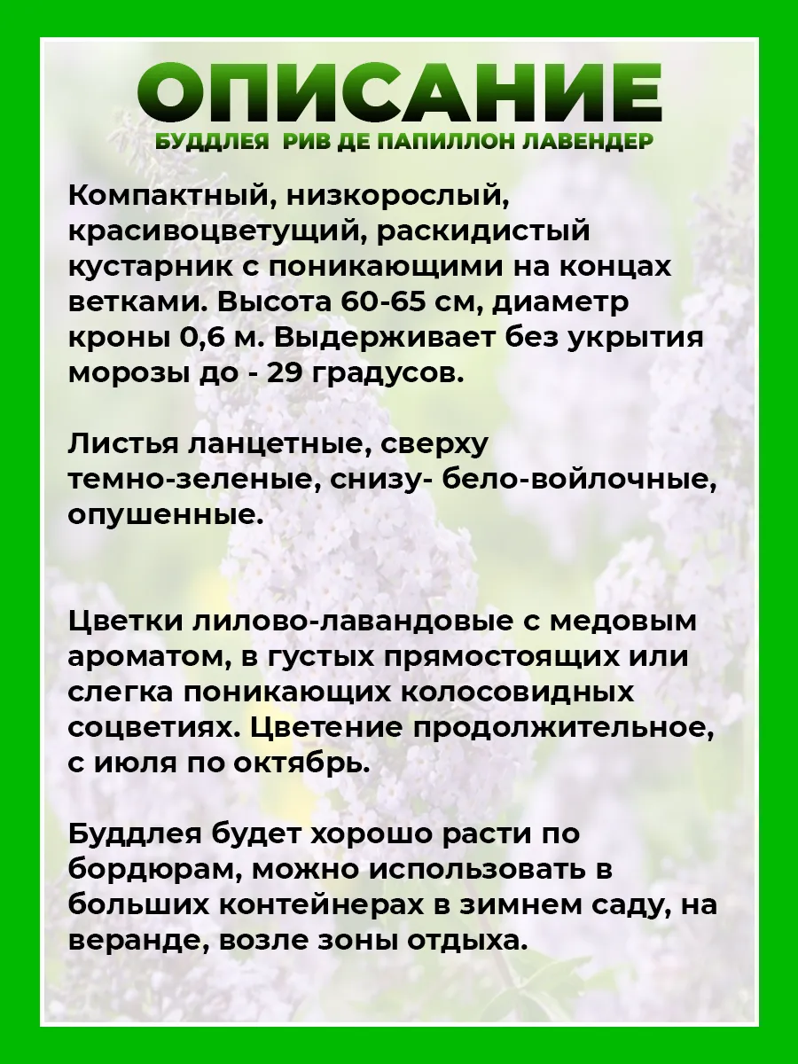 Буддлея Давида Реве де Папилон Лавендер