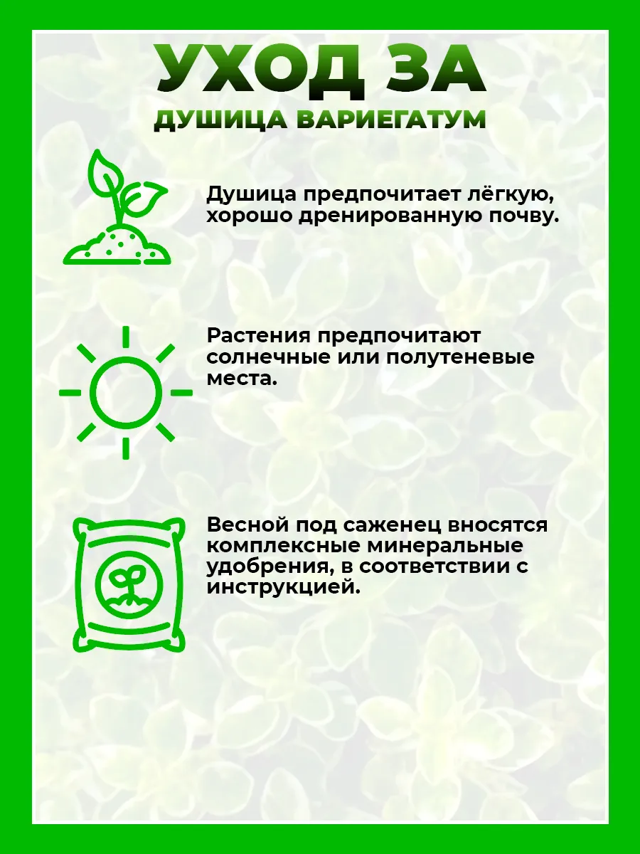 Душица обыкновенная Вариегатум