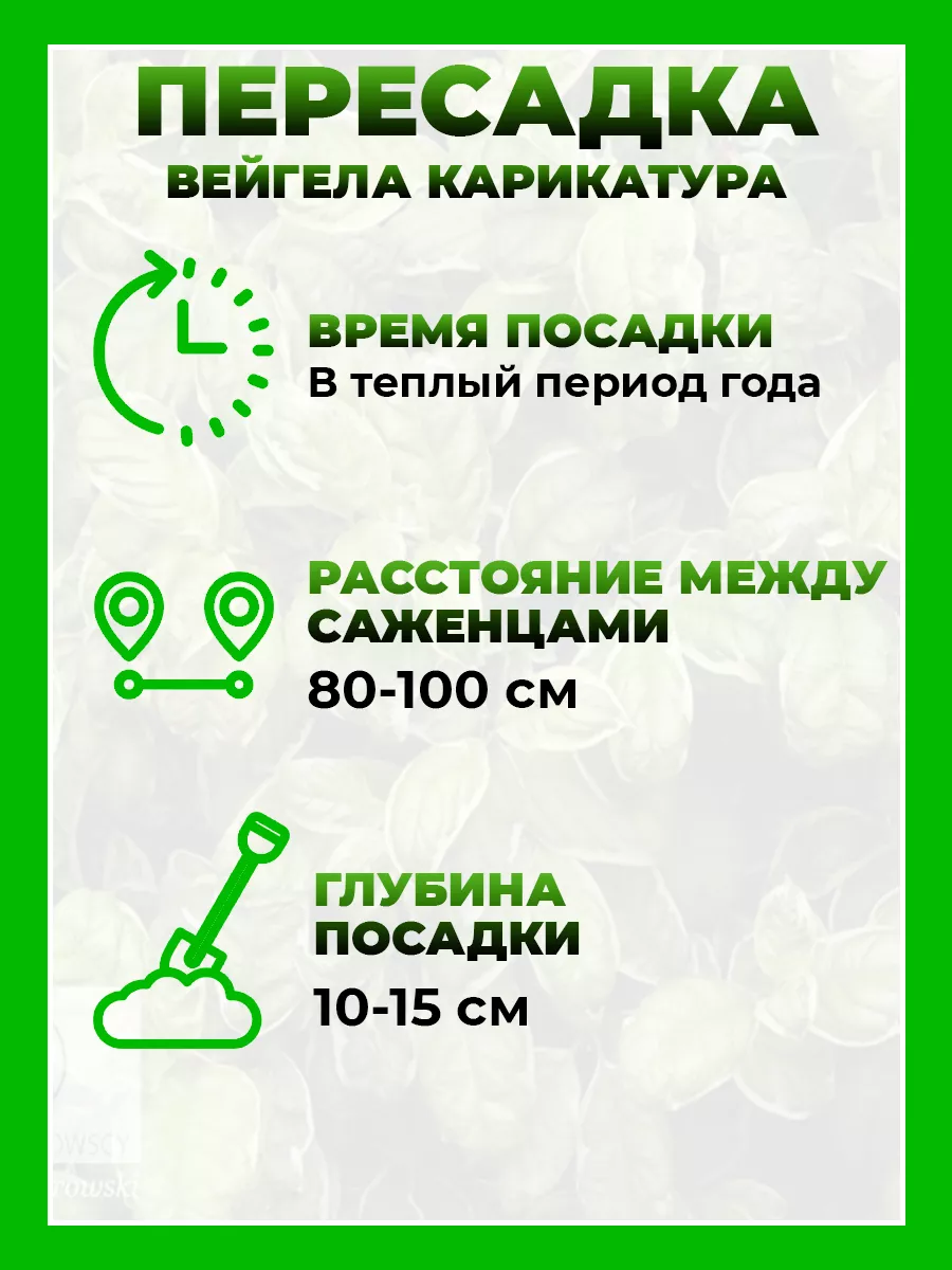 Вейгела цветущая Карикатура