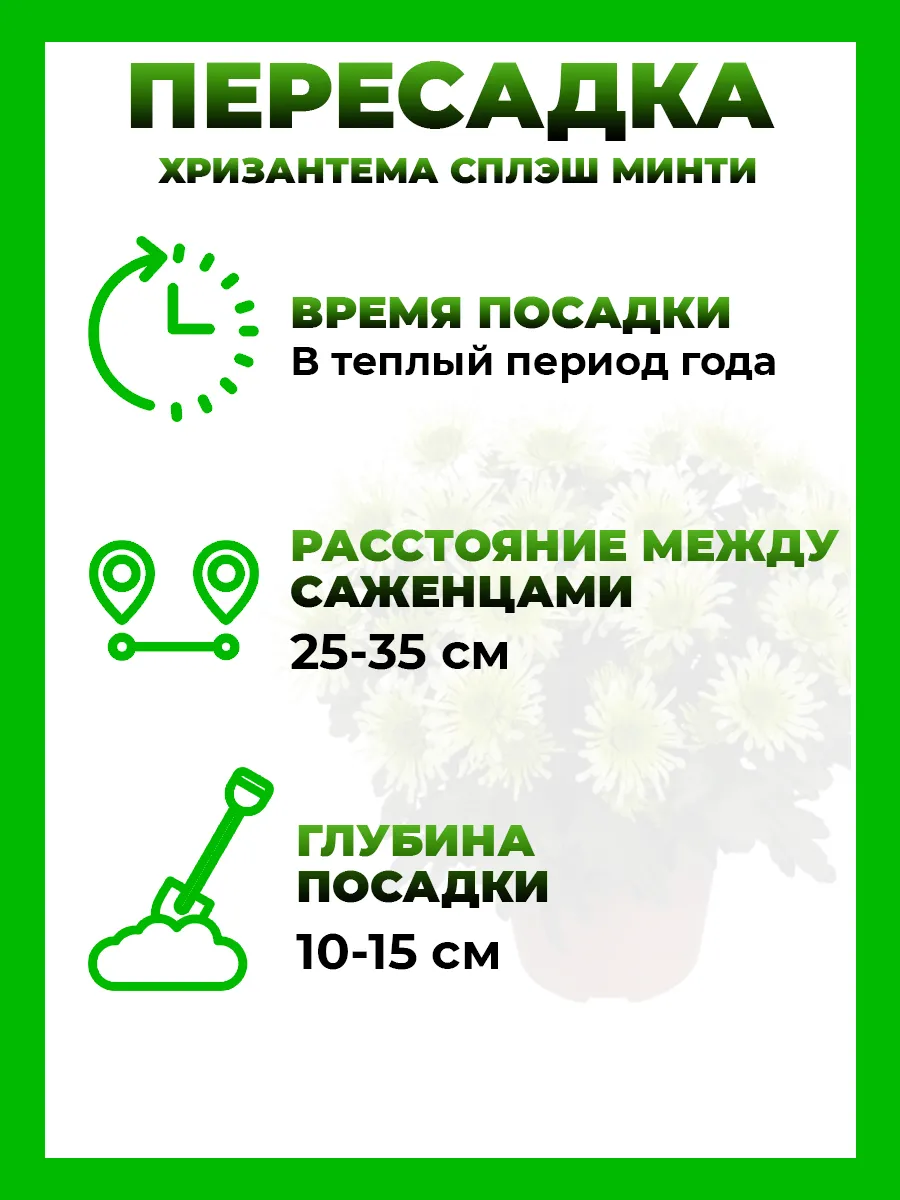 Хризантема крупноцветковая Сплэш Минти