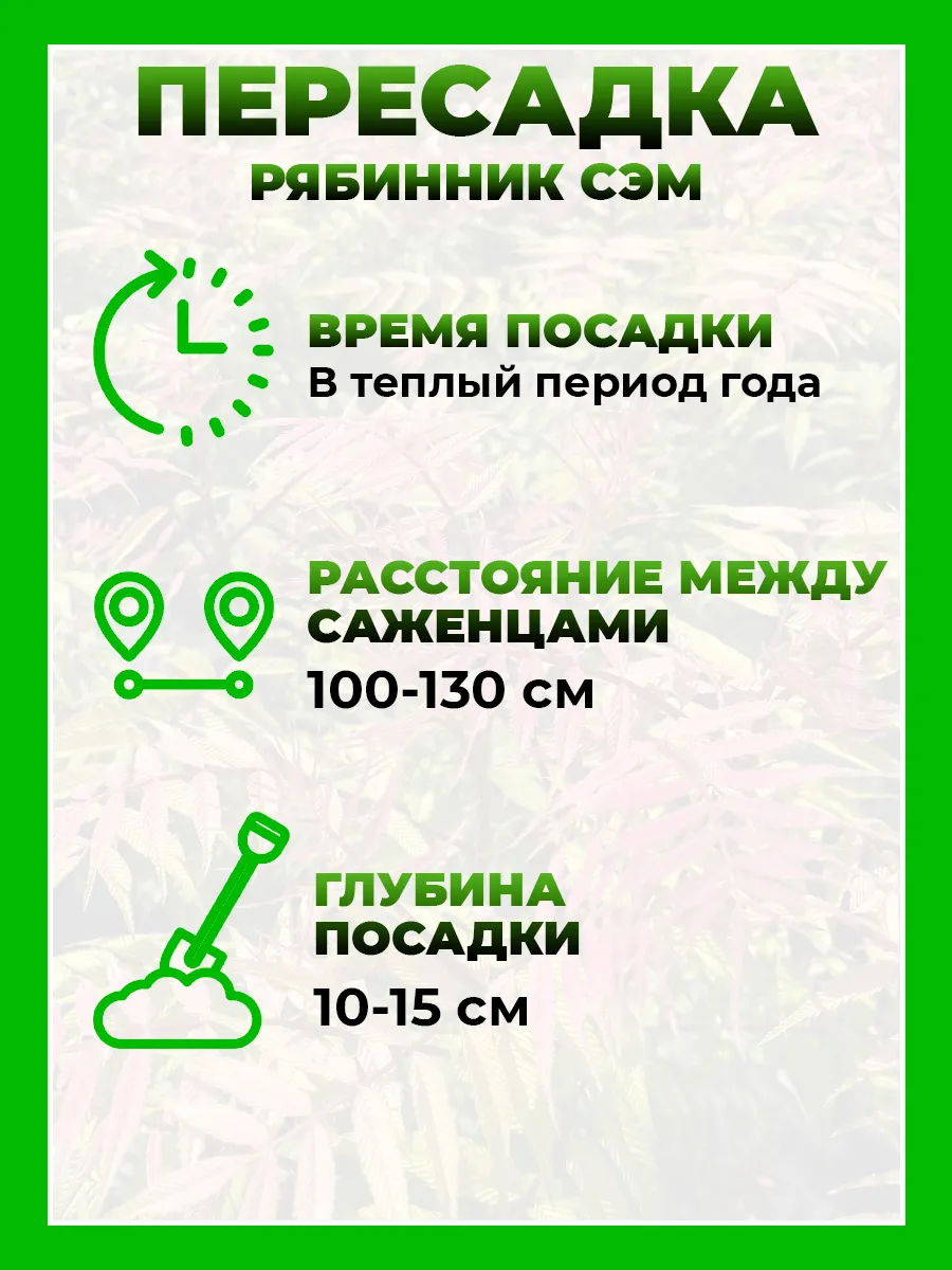 Рябинник рябинолистный Сэм
