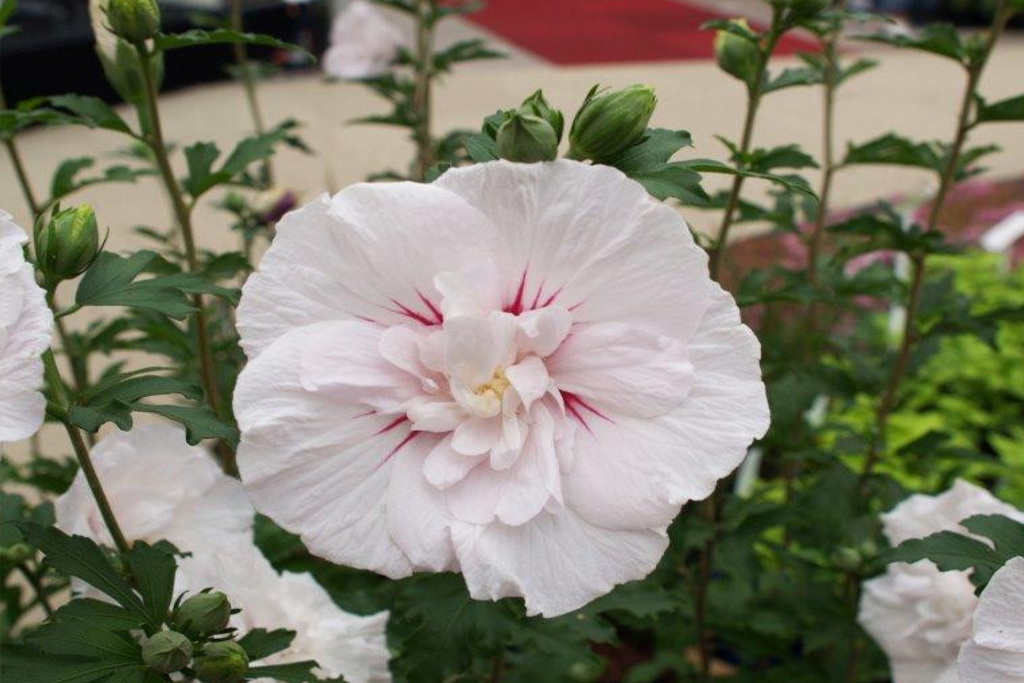 Гибискус сирийский Чайна Шифон (Hibiscus syriacus China Chiffon) Р9