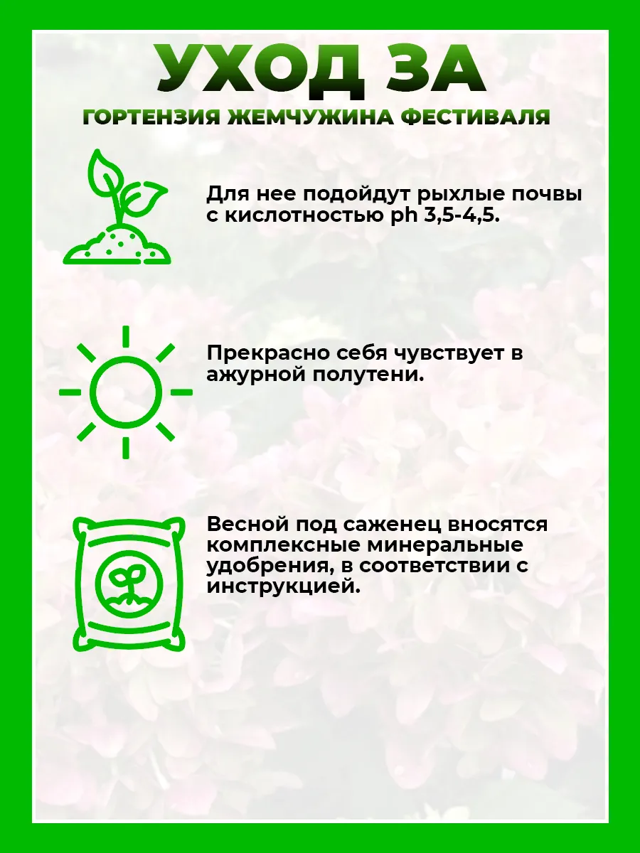 Гортензия метельчатая Жемчужина Фестиваля