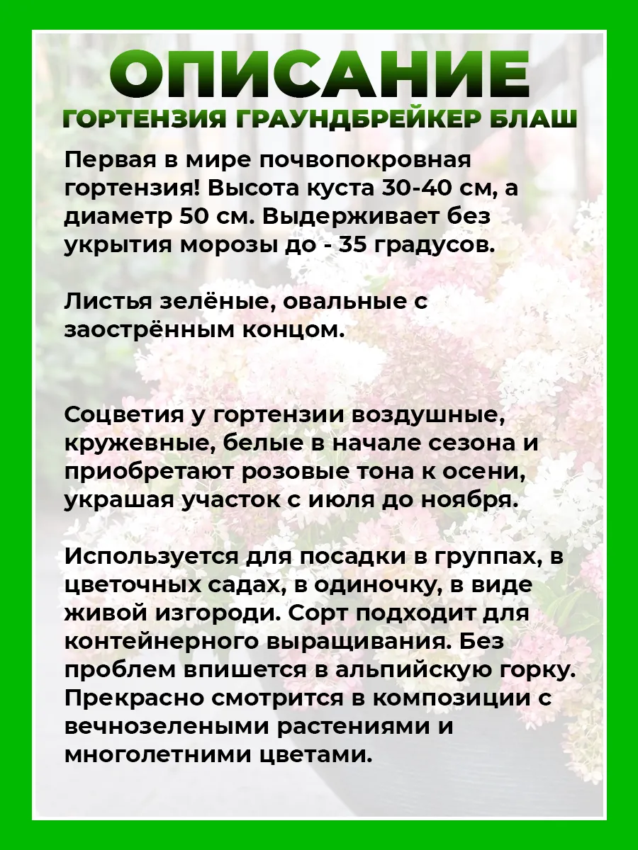 Гортензия метельчатая Граундбрейкер Блаш