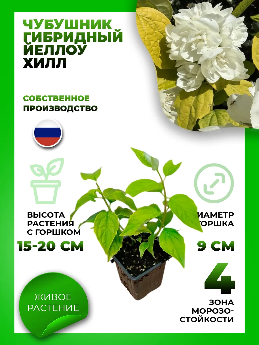 Чубушник гибридный Йеллоу Хилл