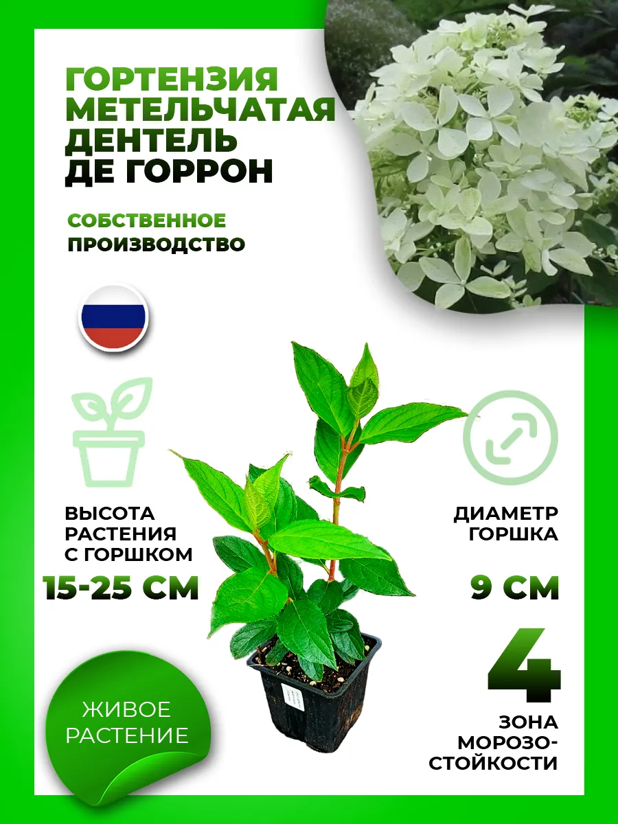 Гортензия метельчатая Дентель де Гаррон