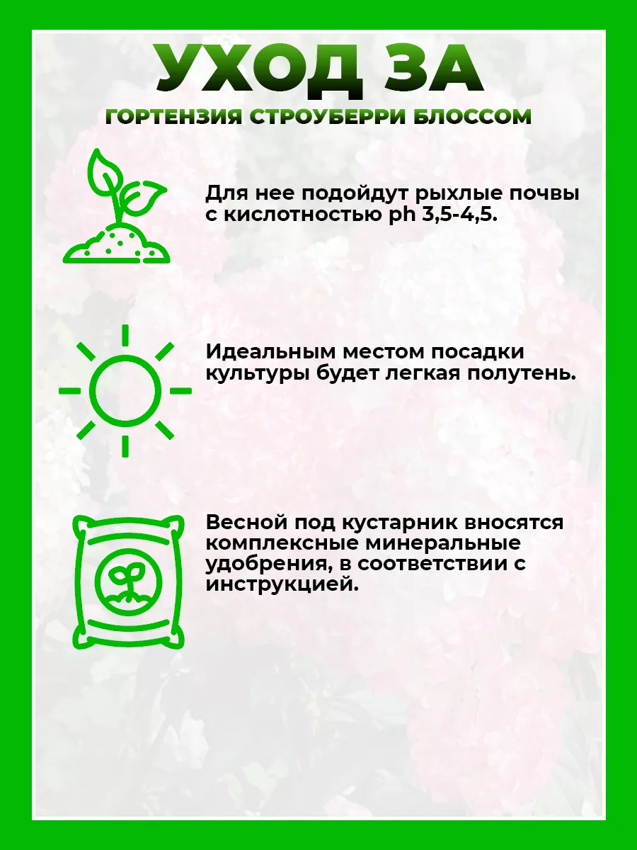 Гортензия метельчатая Строуберри Блоссом