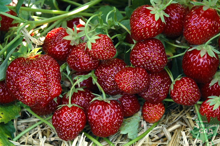 Клубника микс С1,5