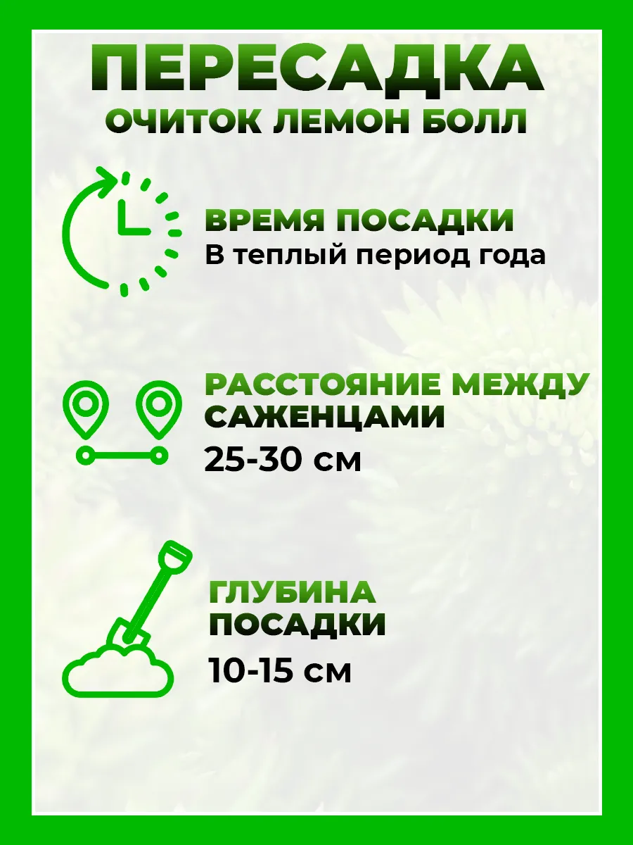 Очиток отогнутый Лемон Болл