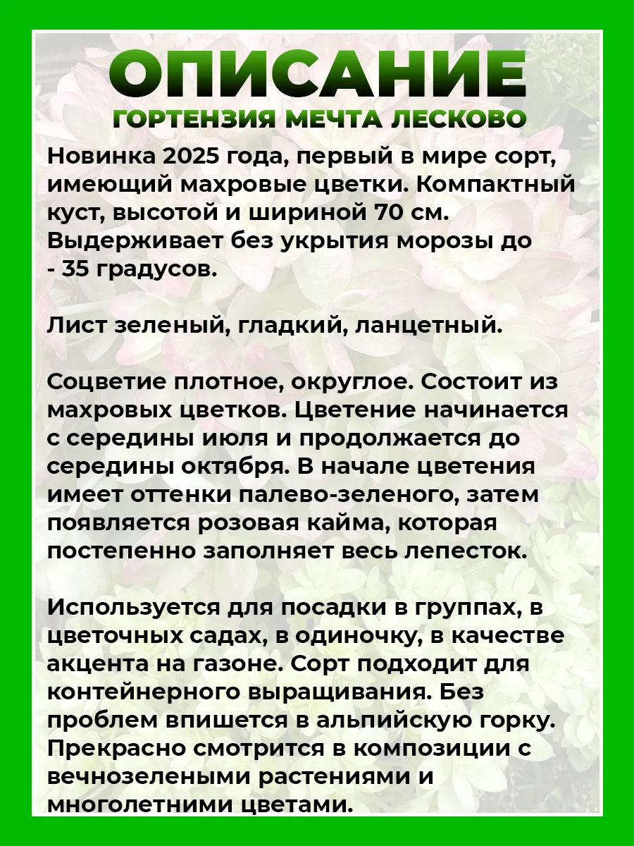 Гортензия метельчатая Мечта Лесково