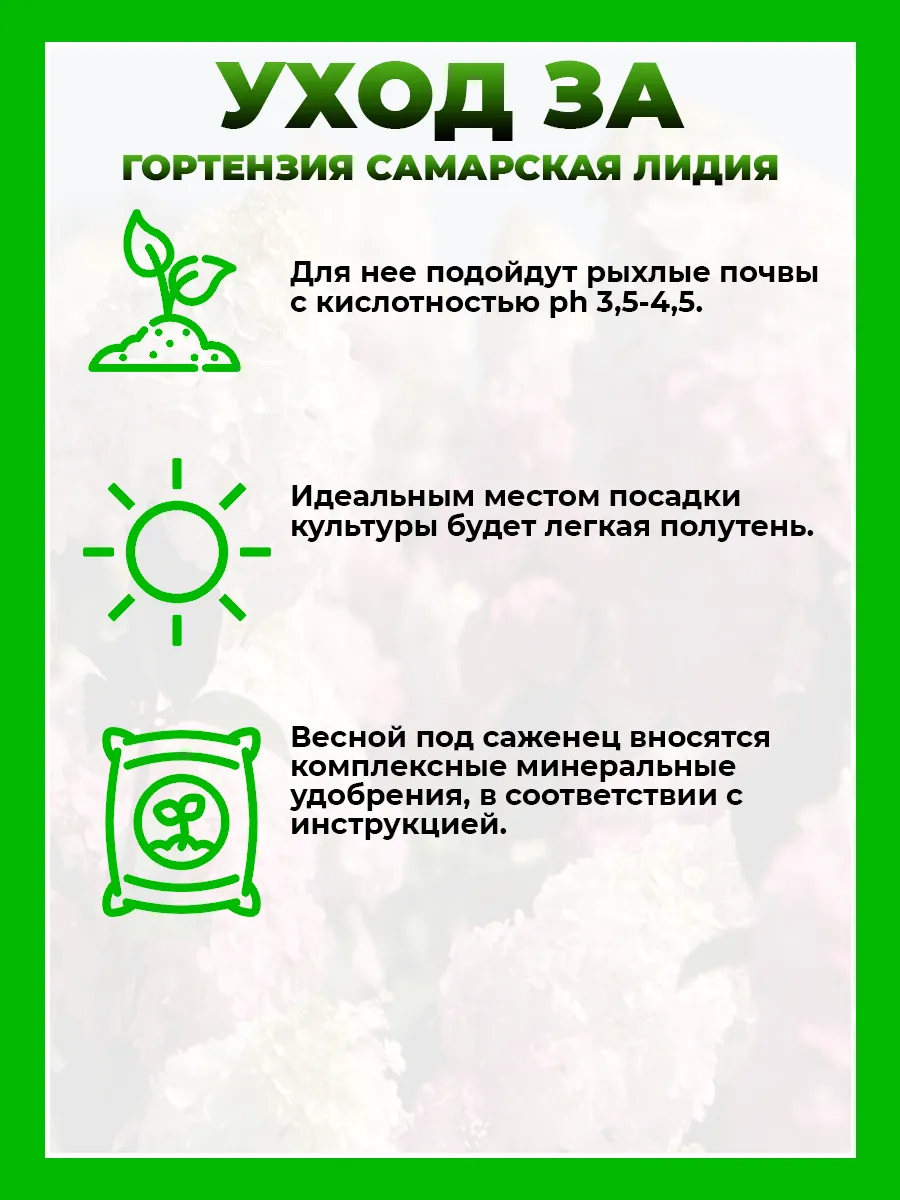 Гортензия метельчатая Самарская Лидия