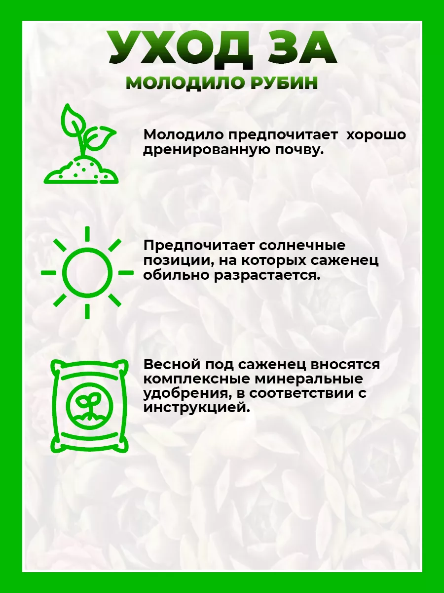 Молодило паутинистое Рубин