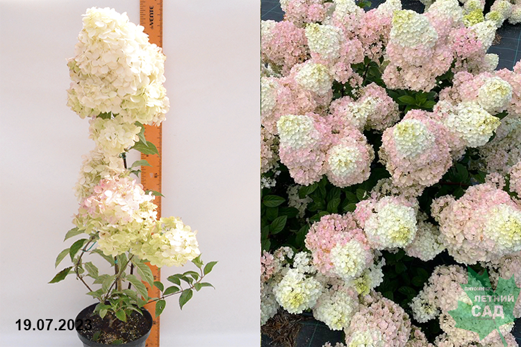 Гортензия Сандей ФрайзС3