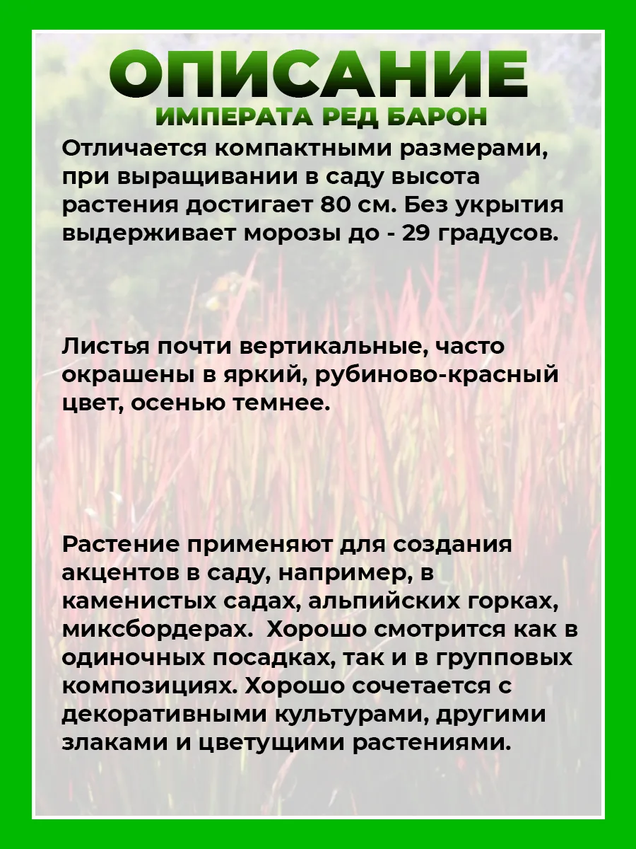 Императа цилиндрическая Ред Барон
