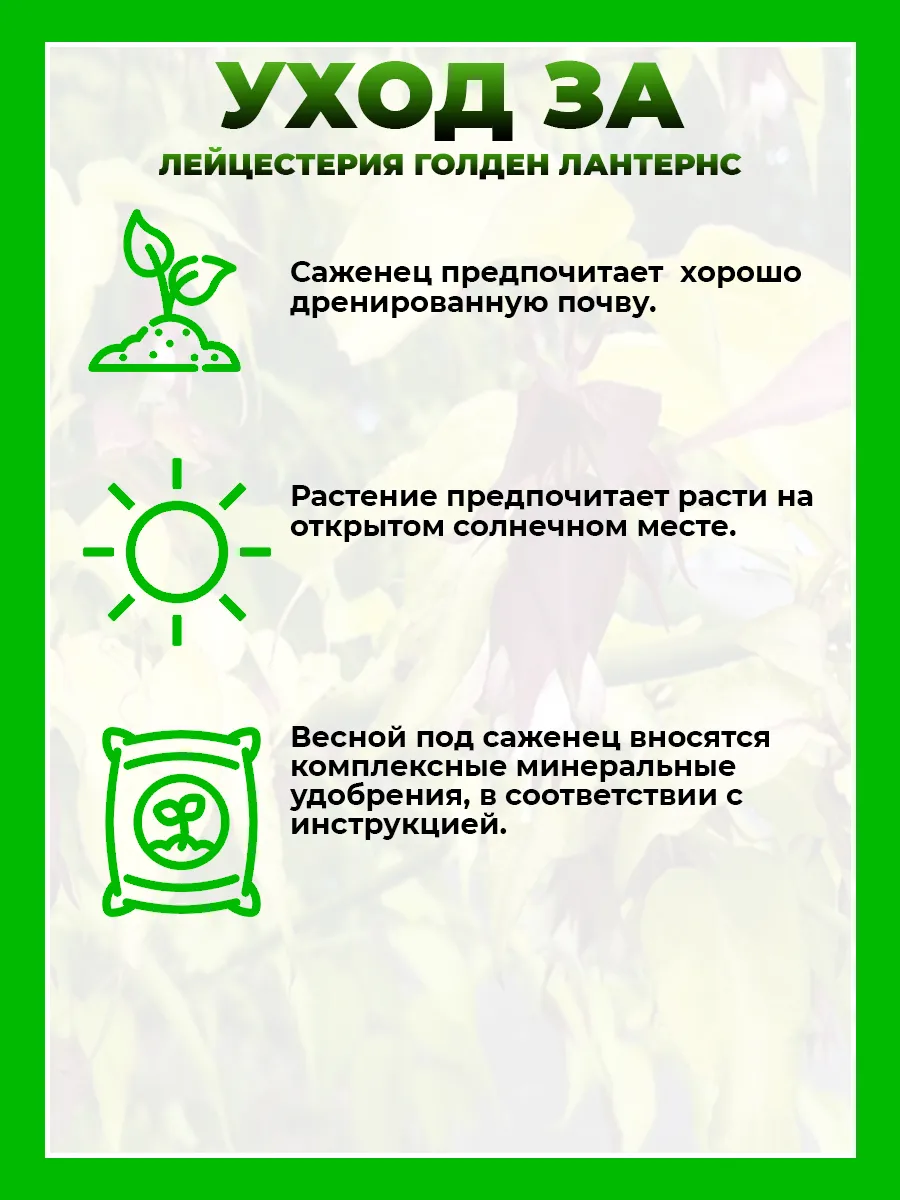 Лейцестерия прекрасная Голден Лантернс