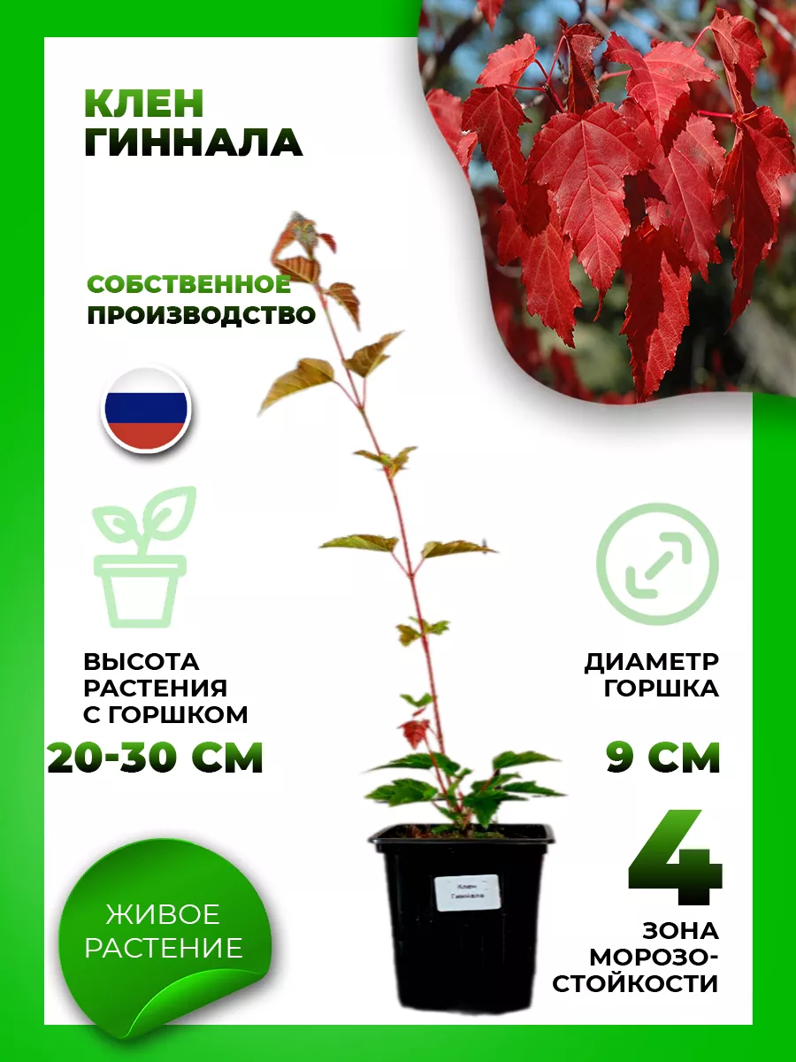 Клен Гиннала