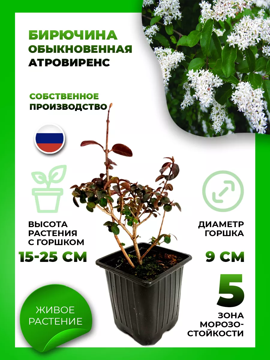 Бирючина обыкновенная Атровиренс