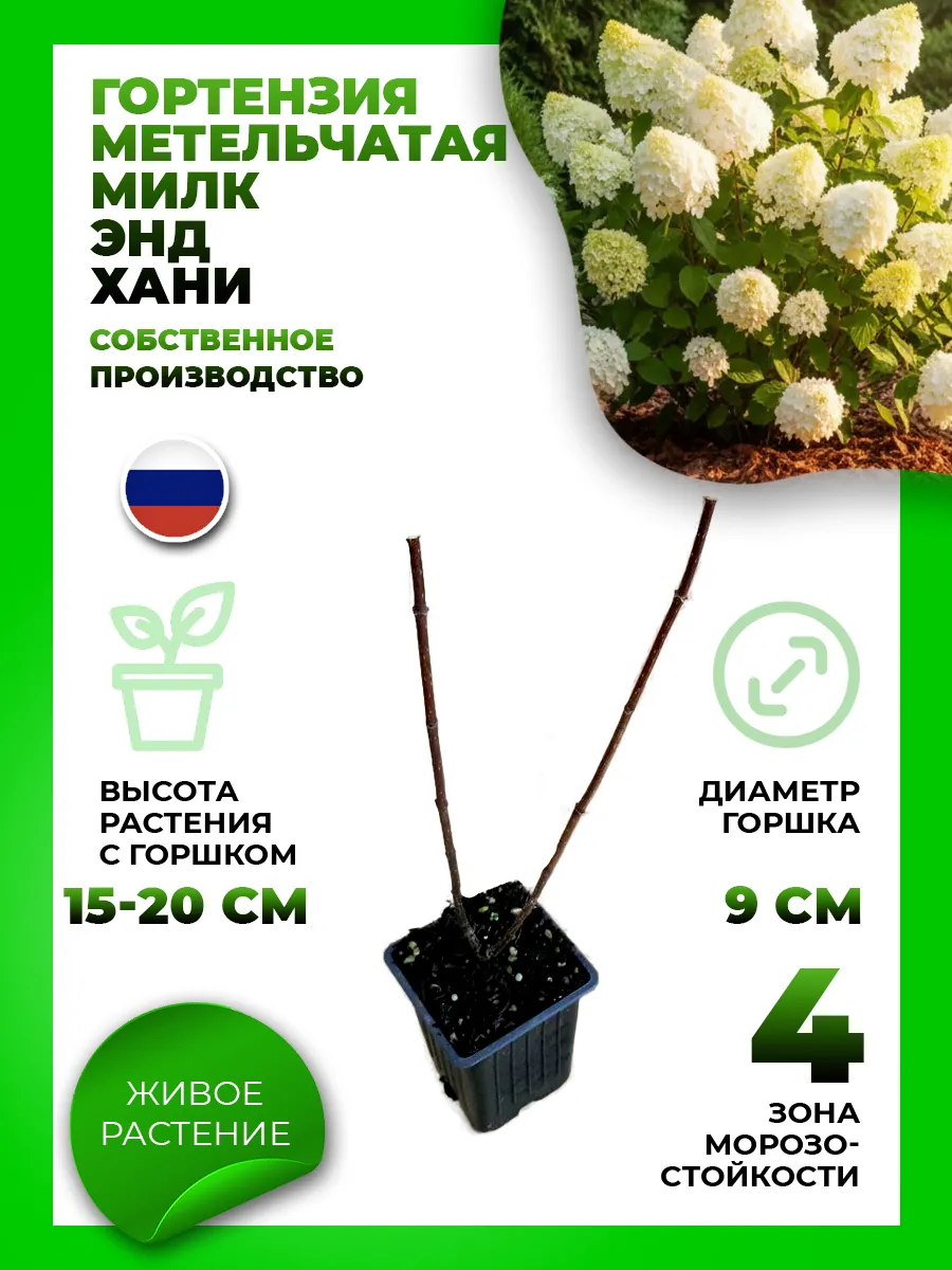 Гортензия метельчатая Милк энд Хани