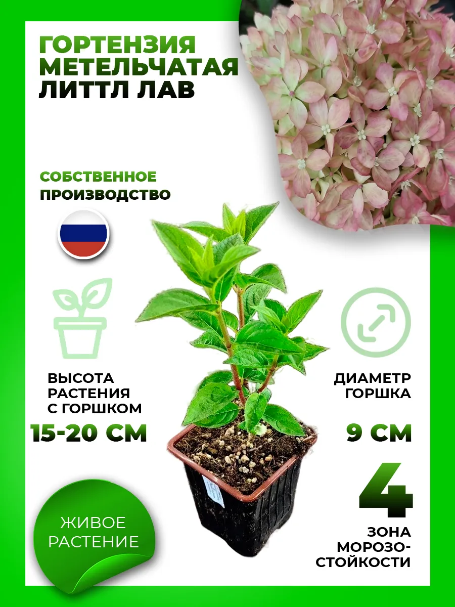 Гортензия метельчатая Литтл Лав