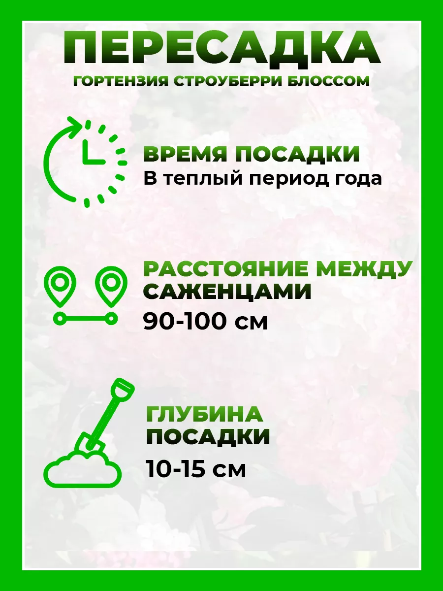 Гортензия метельчатая Строуберри Блоссом