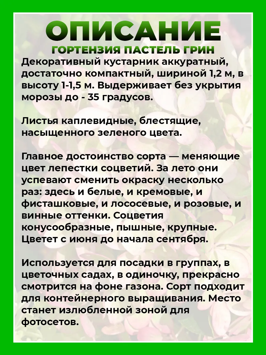 Гортензия метельчатая Пастель Грин