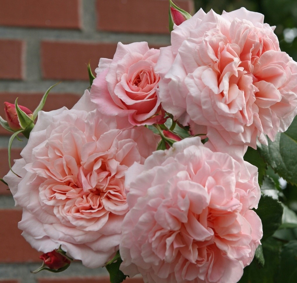 Роз де Толбиак Rose de Tolbiac роза