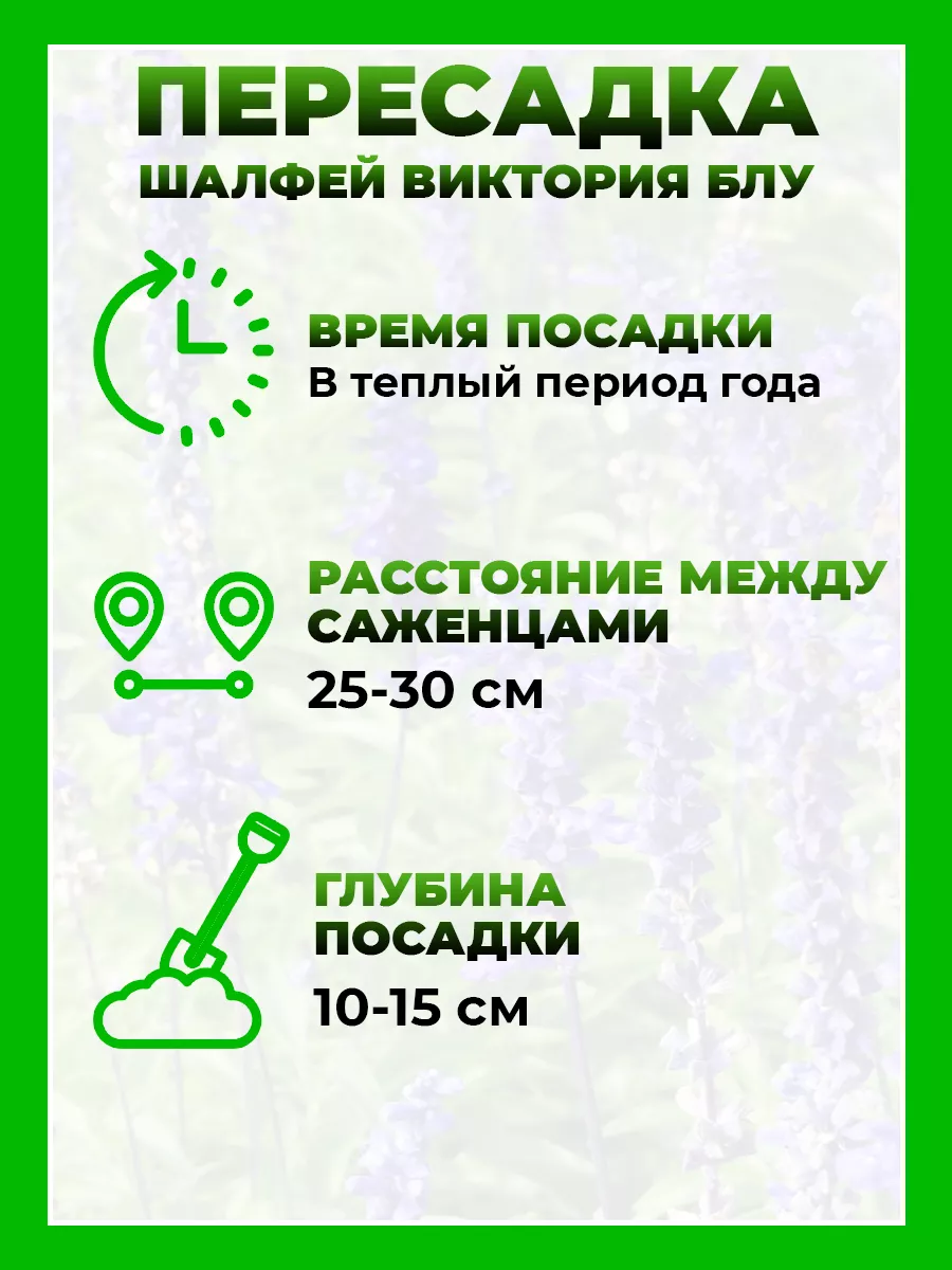 Шалфей мучнистый Виктория Блу
